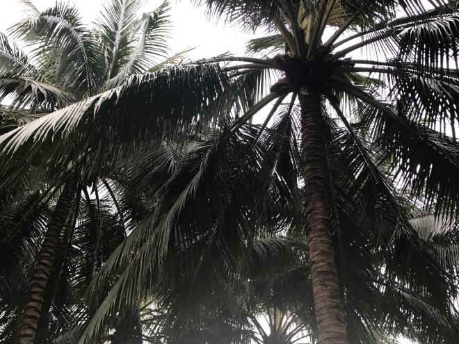 Lägenhetsbyte, en djungel